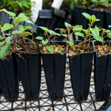 Load image into Gallery viewer, Monarda bradburiana, Eastern Beebalm - 5 plants
