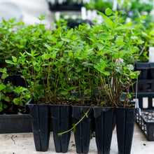 Load image into Gallery viewer, Pycnanthemum tenuifolium, Narrowleaf Mountainmint -  5 plants
