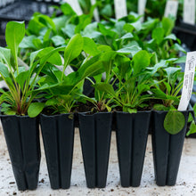 Load image into Gallery viewer, Penstemon digitalis &#39;Husker Red&#39;, Foxglove Beardtongue - 5 plants
