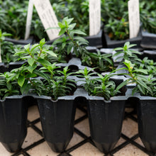 Load image into Gallery viewer, Phlox divaricata &#39;Blue Moon&#39;, Wild Blue Phlox Cultivar - 4 plants
