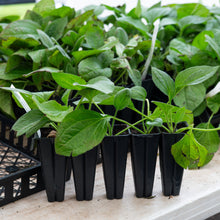 Load image into Gallery viewer, Echinacea purpurea, Purple Coneflower - 5 plants
