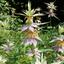 Load image into Gallery viewer, Monarda punctata, Spotted Beebalm - 5 plants
