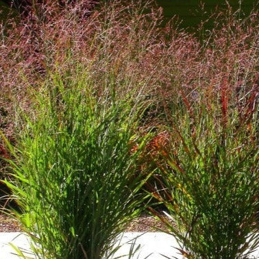 Panicum virgatum, Switchgrass - 5 plants