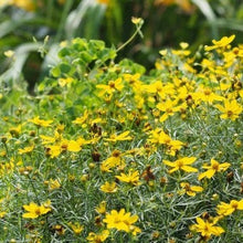 Load image into Gallery viewer, Coreopsis verticillata, Whorled Tickseed - 5 plants
