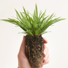 Load image into Gallery viewer, Carex appalachica, Appalachian Sedge - 4 plants
