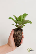 Load image into Gallery viewer, Coreopsis verticillata, Threadleaf Tickseed - 5 plants
