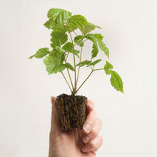 Load image into Gallery viewer, Symphyotrichum cordifolium &#39;Avondale&#39;, Blue Wood Aster - 5 plants

