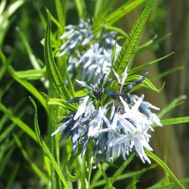 Amsonia hubrichtii, Hubricht’s Bluestar - 5 plants