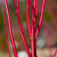 Load image into Gallery viewer, Red Dogwood Branches
