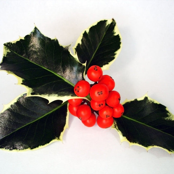 Variegated Holly Bunch
