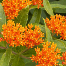Load image into Gallery viewer, Asclepias tuberosa, Butterfly Milkweed - 5 plants
