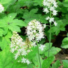 Load image into Gallery viewer, Part Shade Pollinator Plant Package - 18 plants
