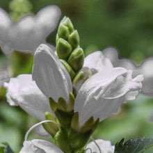 Load image into Gallery viewer, Part Shade Pollinator Plant Package - 18 plants
